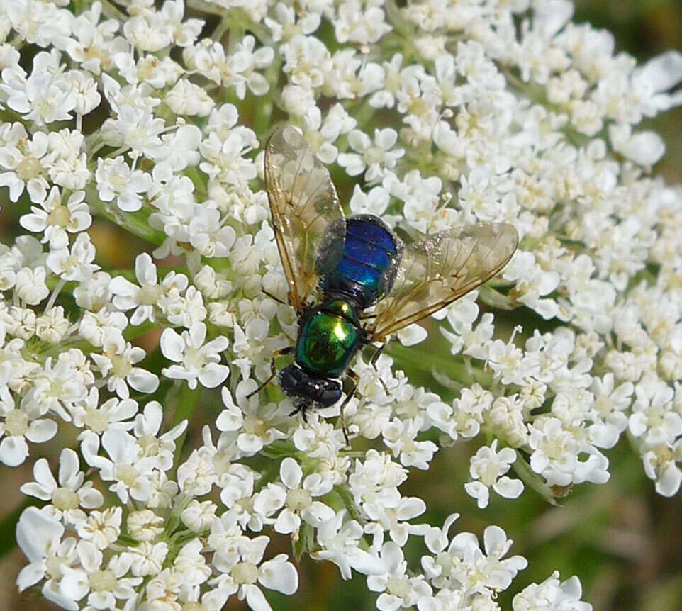 Sivun Chloromyia formosa (Scopoli 1763) kuva