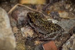 Image of Whistling Chirping Frog