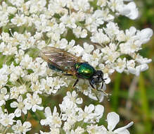 Sivun Chloromyia formosa (Scopoli 1763) kuva