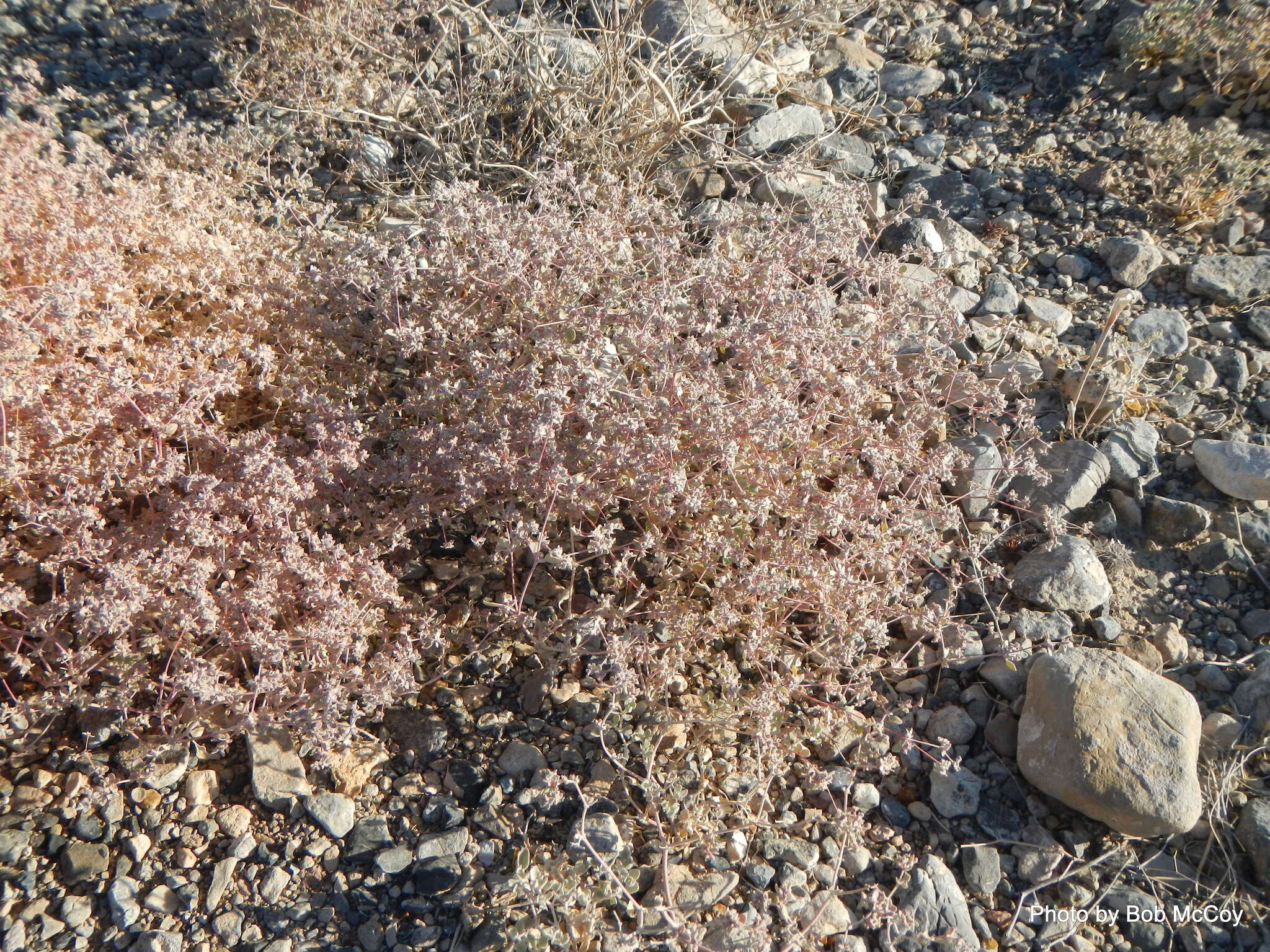 Imagem de Tidestromia suffruticosa var. oblongifolia (S. Wats.) Sánchez del Pino & Flores Olvera