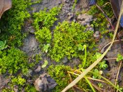 Image of barbula moss