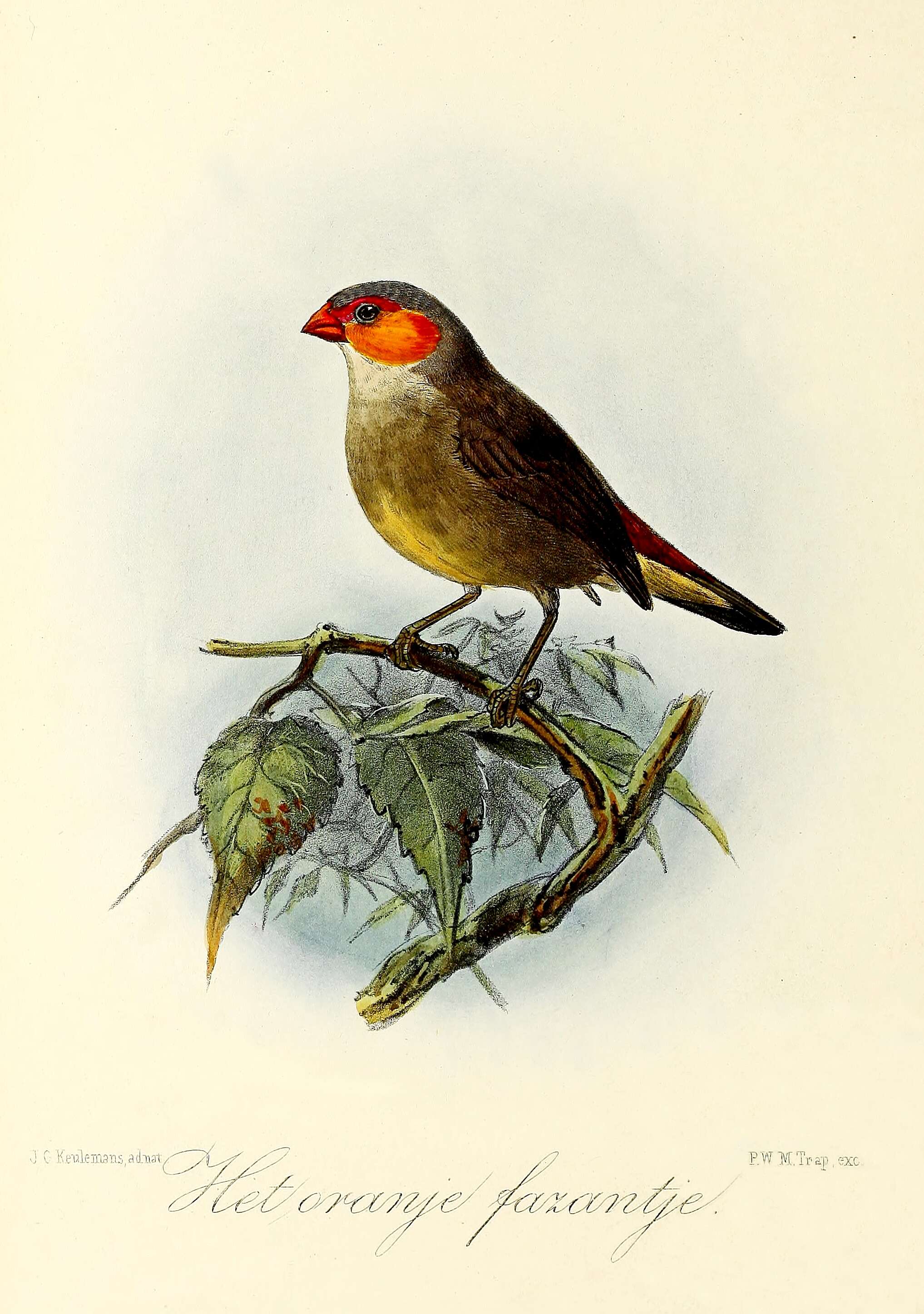 Image of Orange-cheeked Waxbill