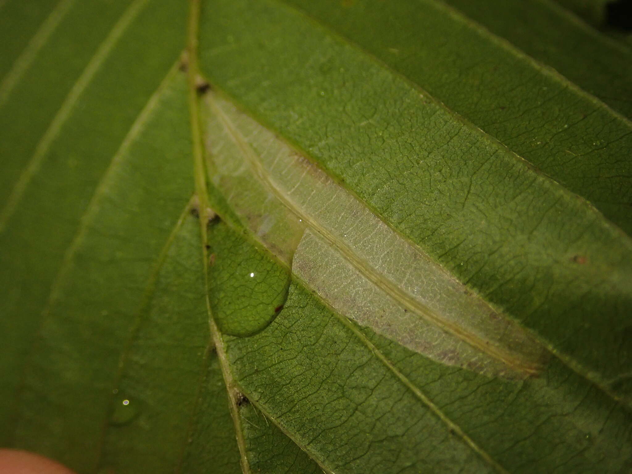 Phyllonorycter tenerella (de Joannis 1915)的圖片