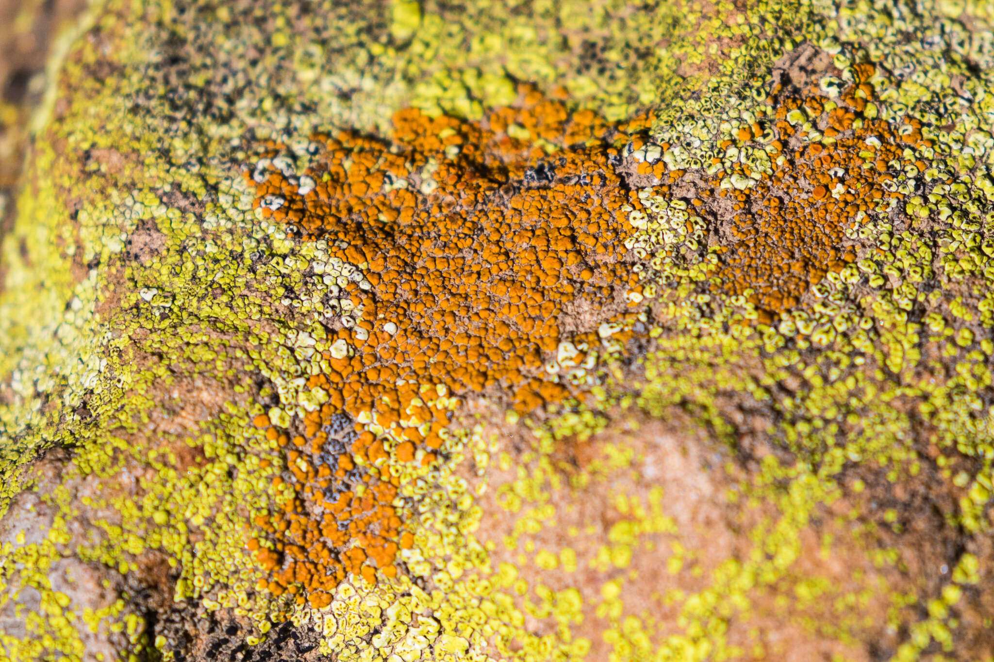 Image of orange lichen