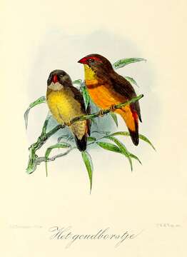 Image of Orange-breasted Waxbill