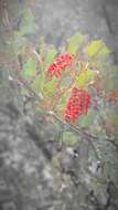 Image of Grevillea wickhamii Meissn.