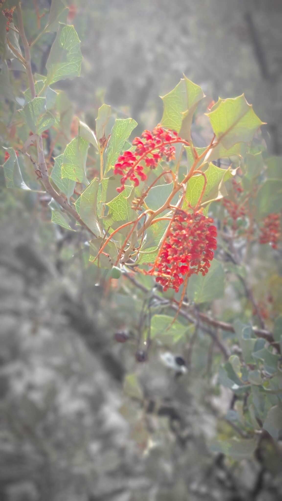 Image of Grevillea wickhamii Meissn.