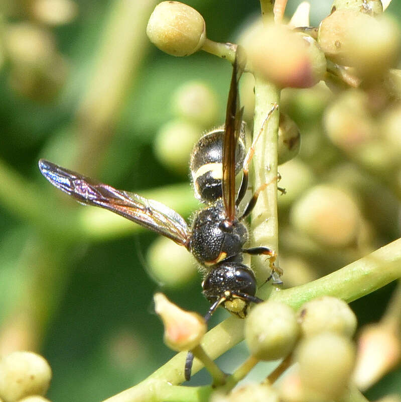 Image of Ancistrocerus unifasciatus (de Saussure 1853)