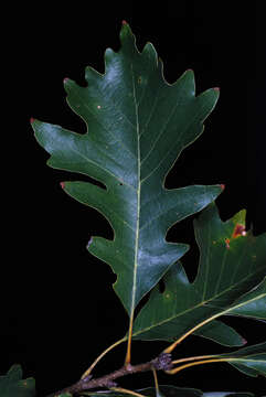 Image of hybrid oak