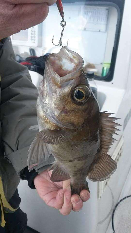 Image of Dark-banded rockfish