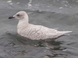 Image de Larus glaucoides kumlieni Brewster 1883