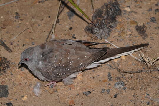 Image of Diamond Dove