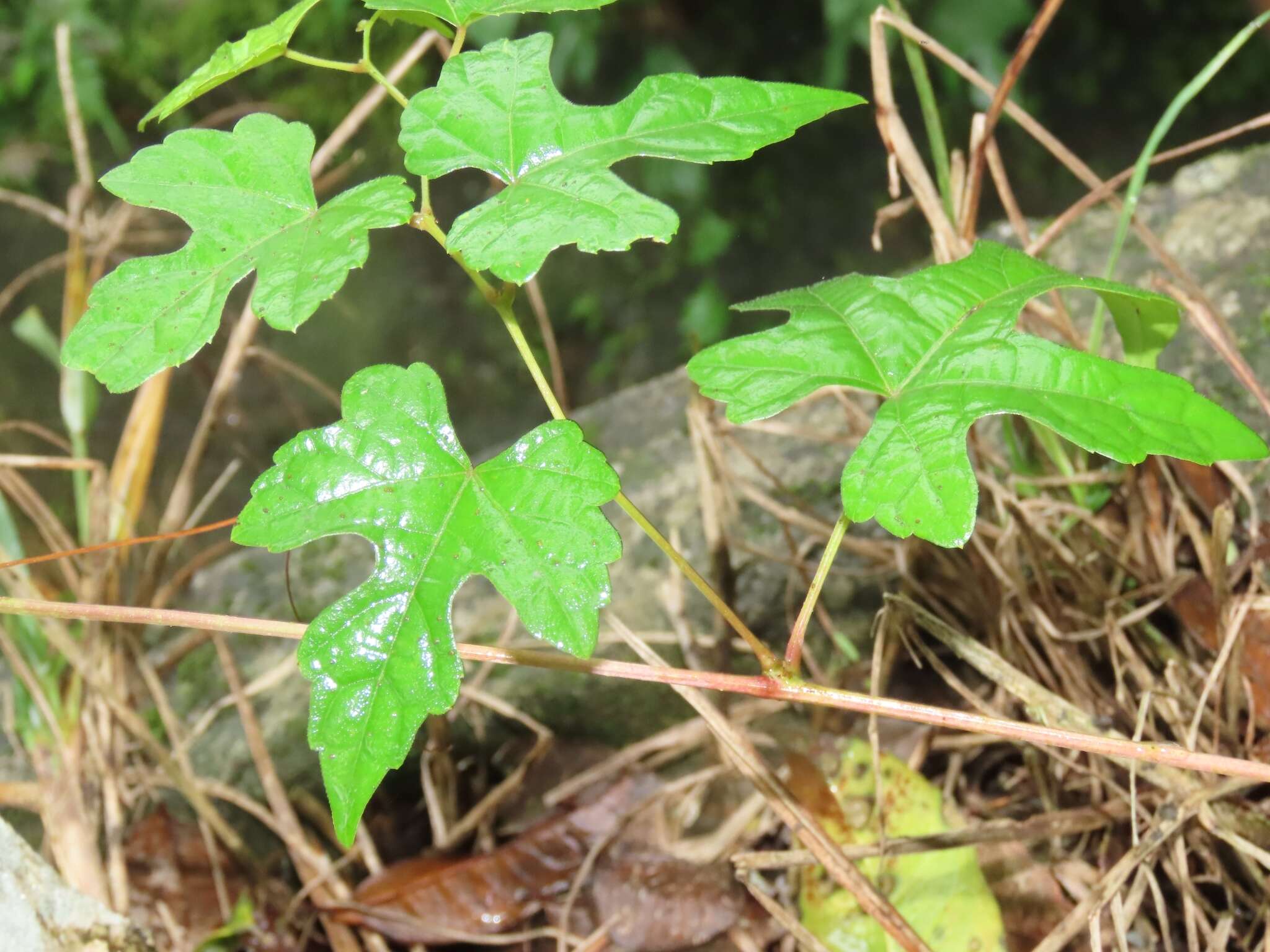 Image of Vitaceae