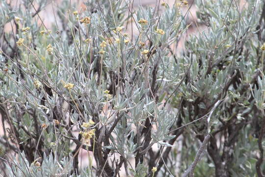 Image of guayule