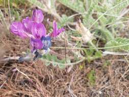 Image of bent milkvetch