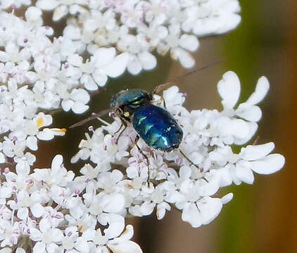 Sivun Chloromyia formosa (Scopoli 1763) kuva