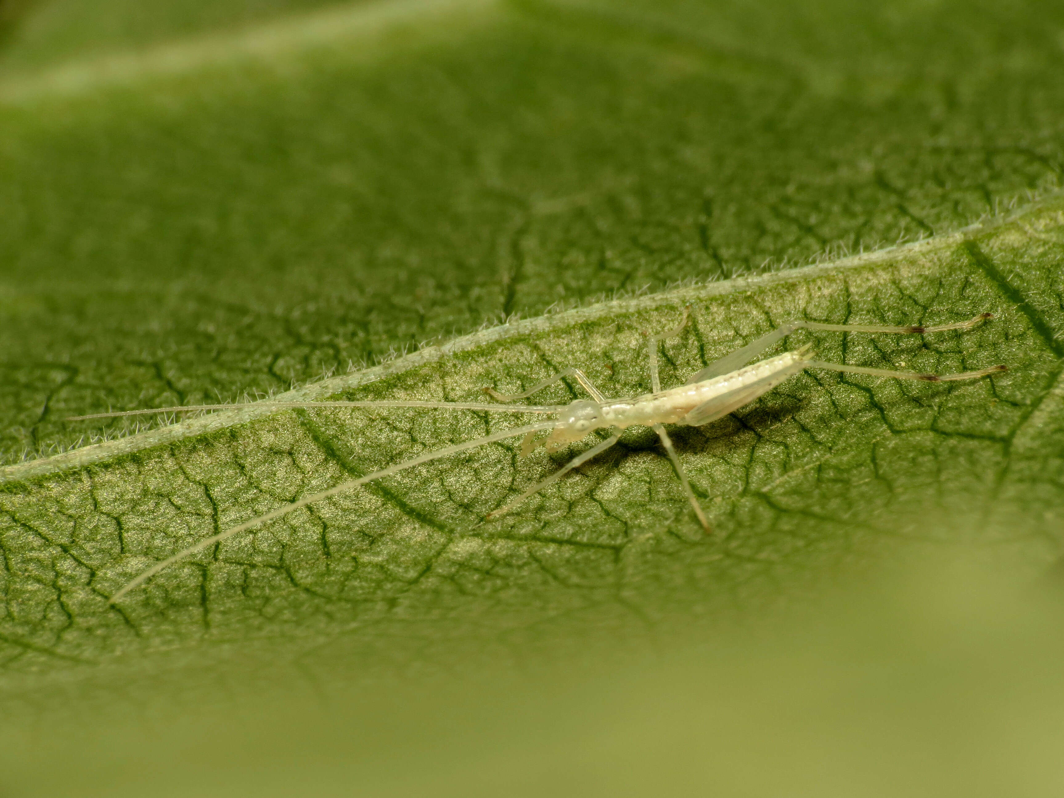 Image of Oecanthinae