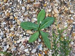 Image of Helminthotheca comosa subsp. lusitanica (Welw. ex Schltdl.) A. R. Pinto da Silva & A. C. S. Escudeiro