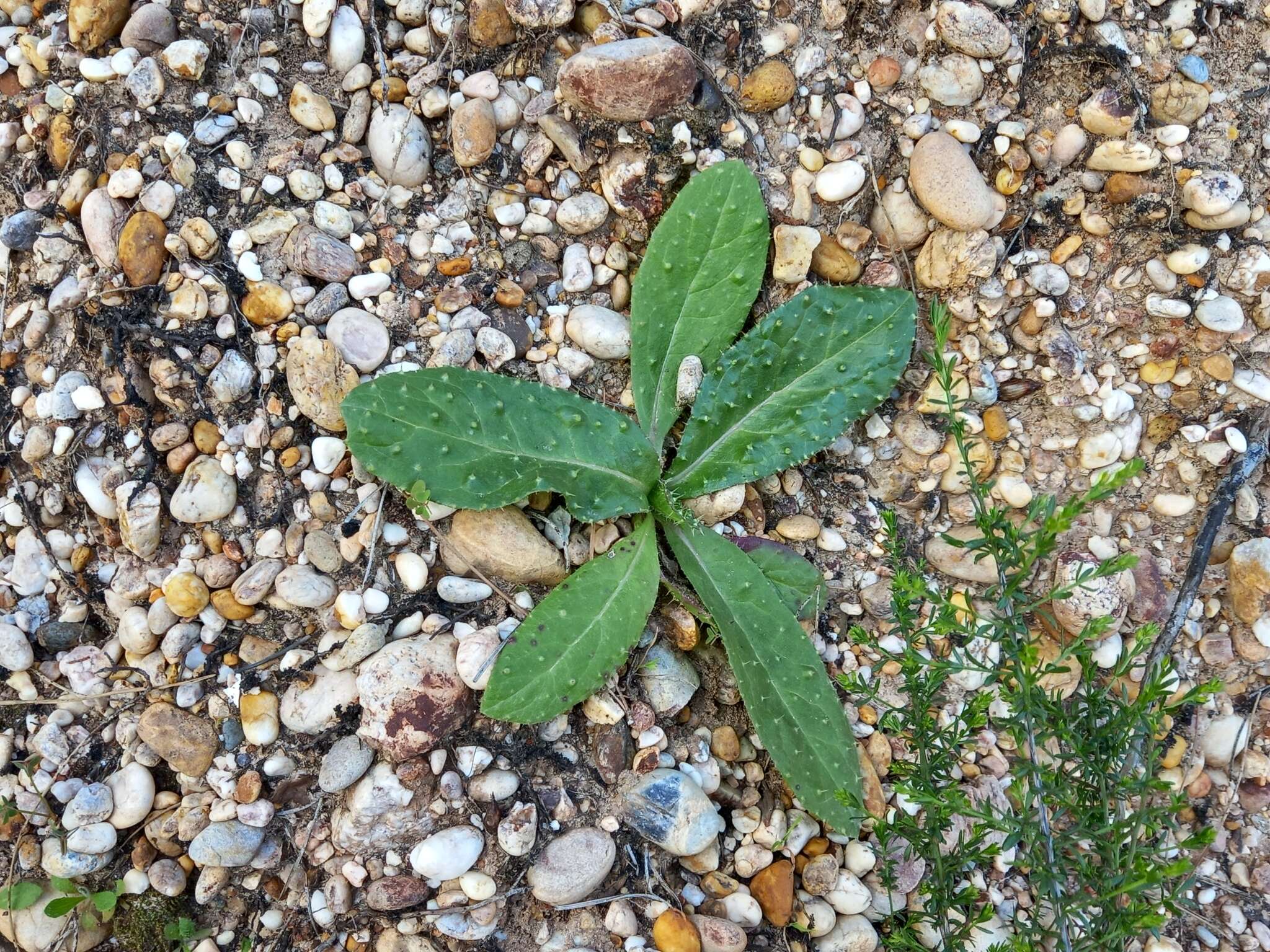 Image of Helminthotheca comosa subsp. lusitanica (Welw. ex Schltdl.) A. R. Pinto da Silva & A. C. S. Escudeiro