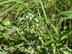 Image of Fool's-Watercress