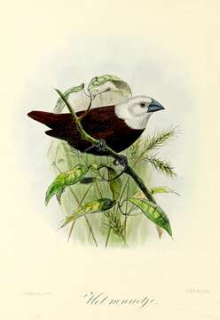 Image of White-headed Munia