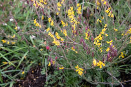 Image de Corydalis sibirica (L. fil.) Pers.