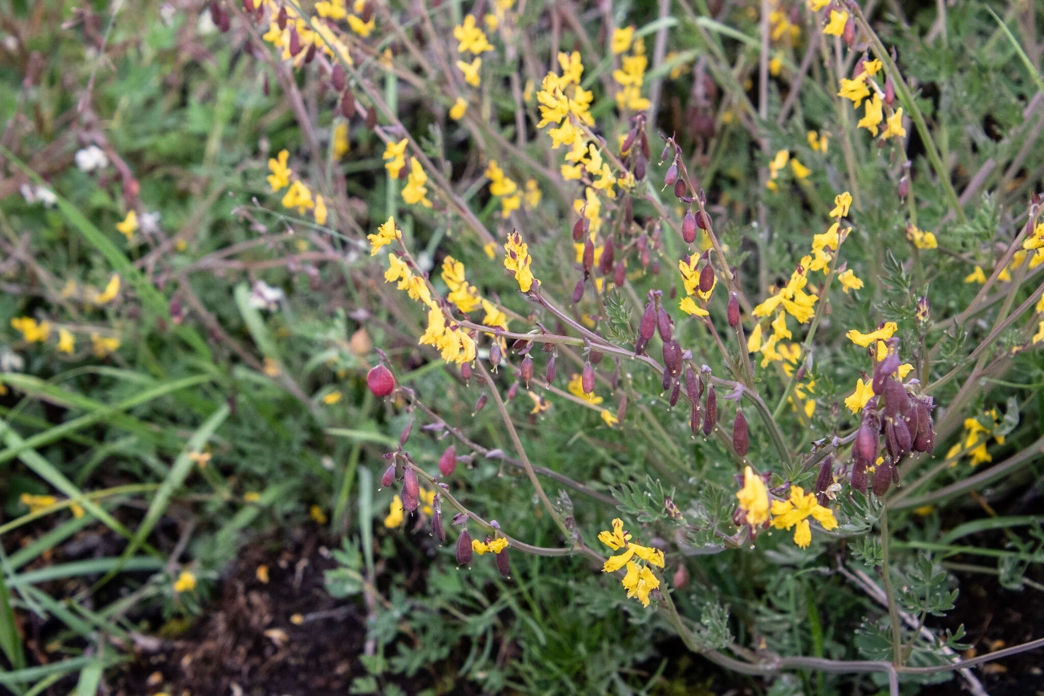 Corydalis sibirica (L. fil.) Pers. resmi