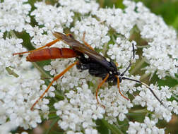 Image de Amblyjoppa fuscipennis (Wesmael 1845)