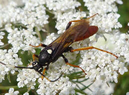 Image of Amblyjoppa fuscipennis (Wesmael 1845)