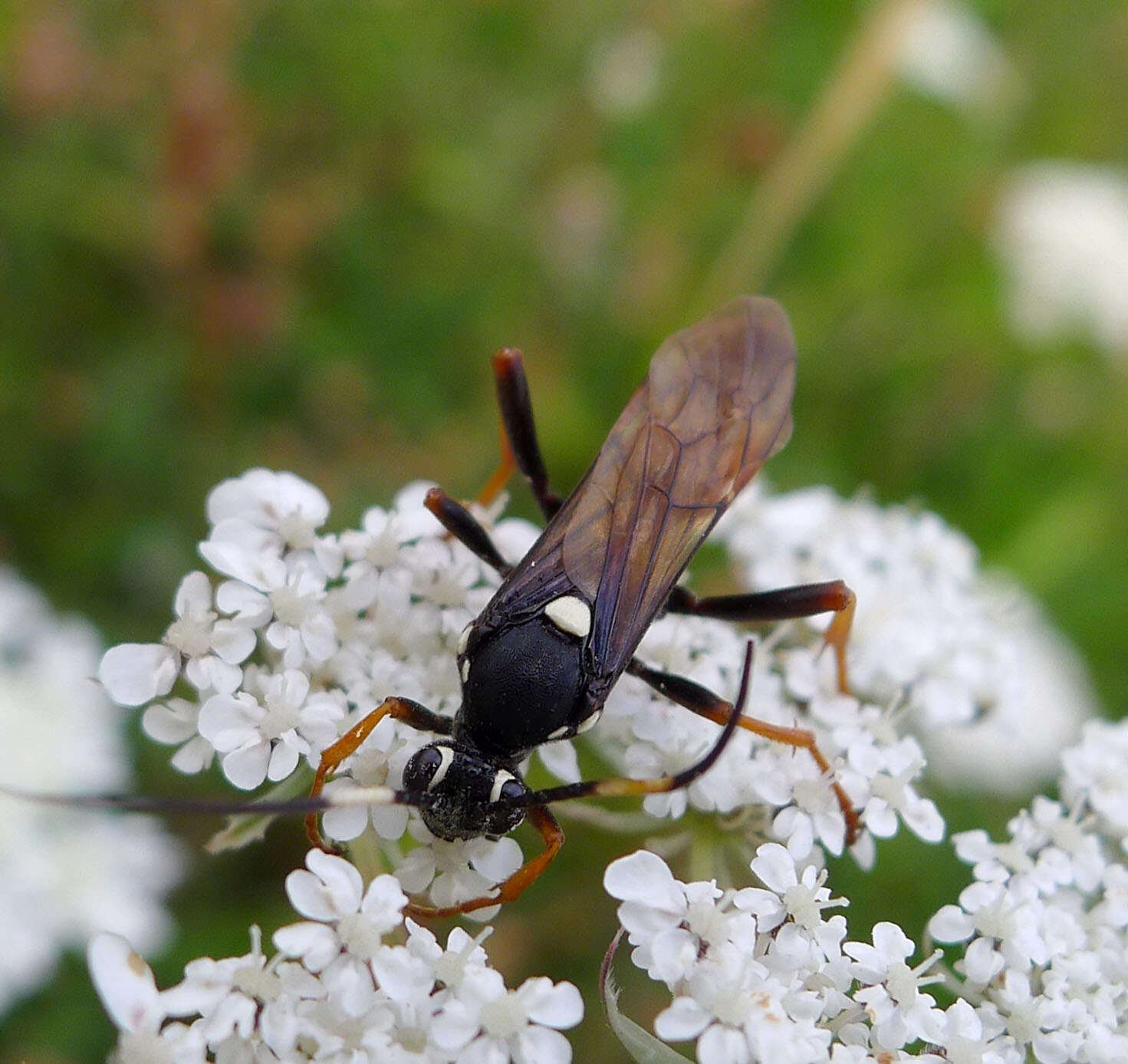 Image de Amblyjoppa fuscipennis (Wesmael 1845)