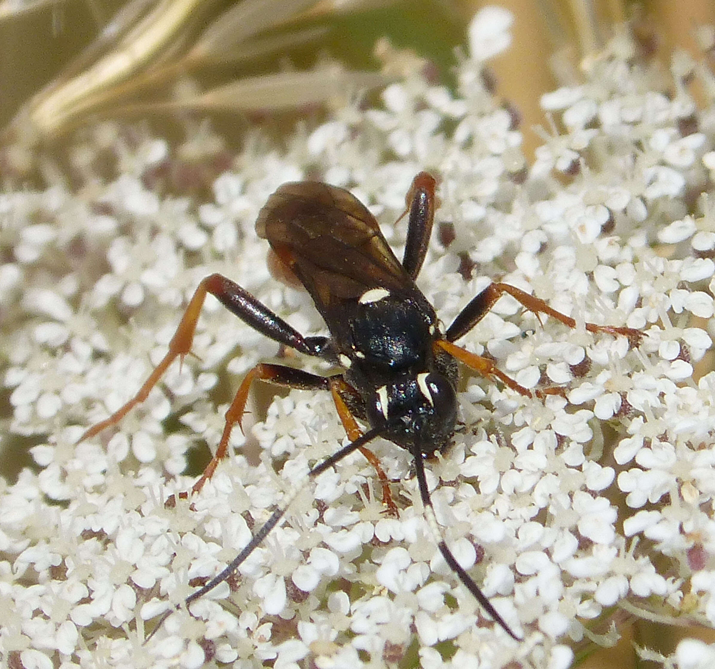 Image of Amblyjoppa fuscipennis (Wesmael 1845)