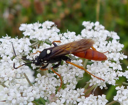 Image of Amblyjoppa fuscipennis (Wesmael 1845)