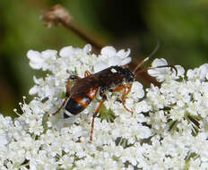 Sivun Ichneumon sarcitorius Linnaeus 1758 kuva