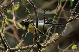 Image de Mésange de Taiwan