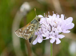 Image of Common Branded Skipper