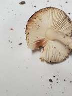 Image of Leucocoprinus jubilaei (Joss.) Wasser 1976