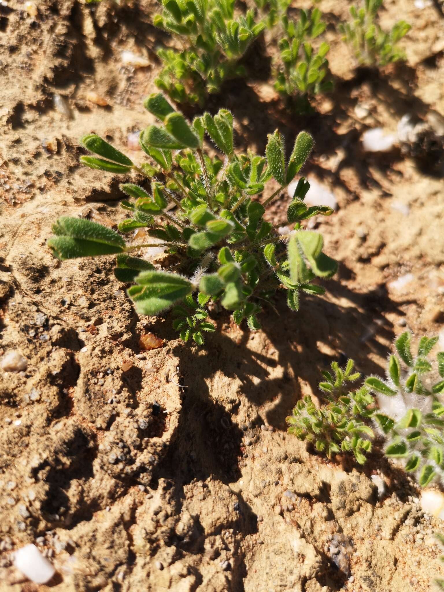 Imagem de Oxalis argillacea F. Bolus