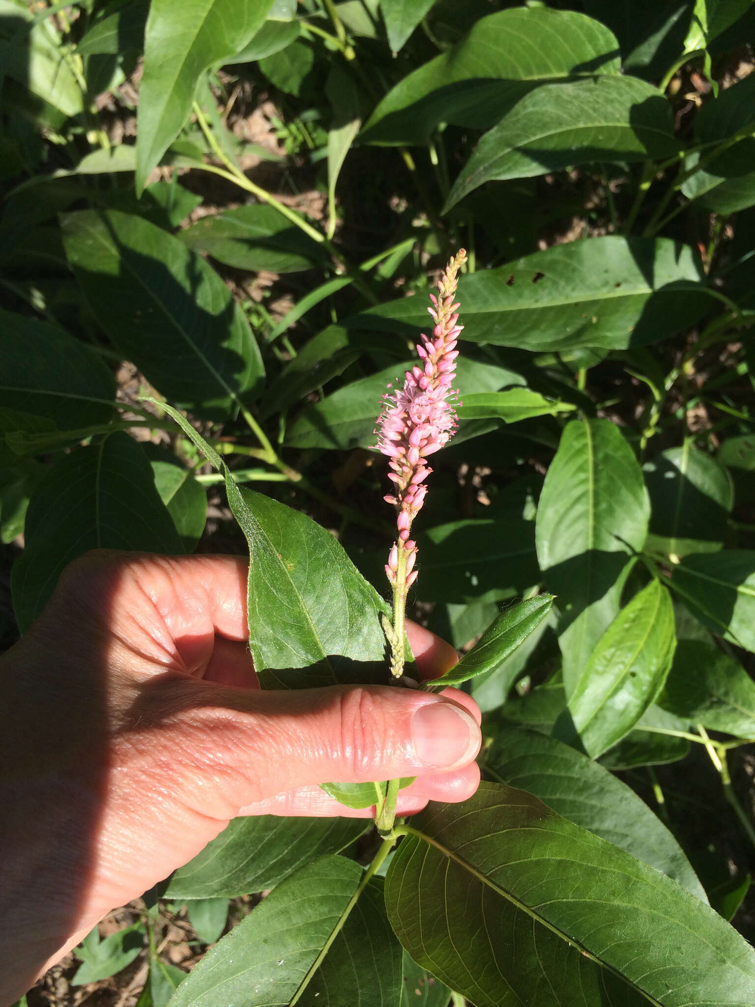 Sivun Persicaria amphibia var. emersa (Michx.) J. C. Hickman kuva