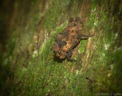 Plancia ëd Paraselina trituberculata (Sjöstedt 1932)