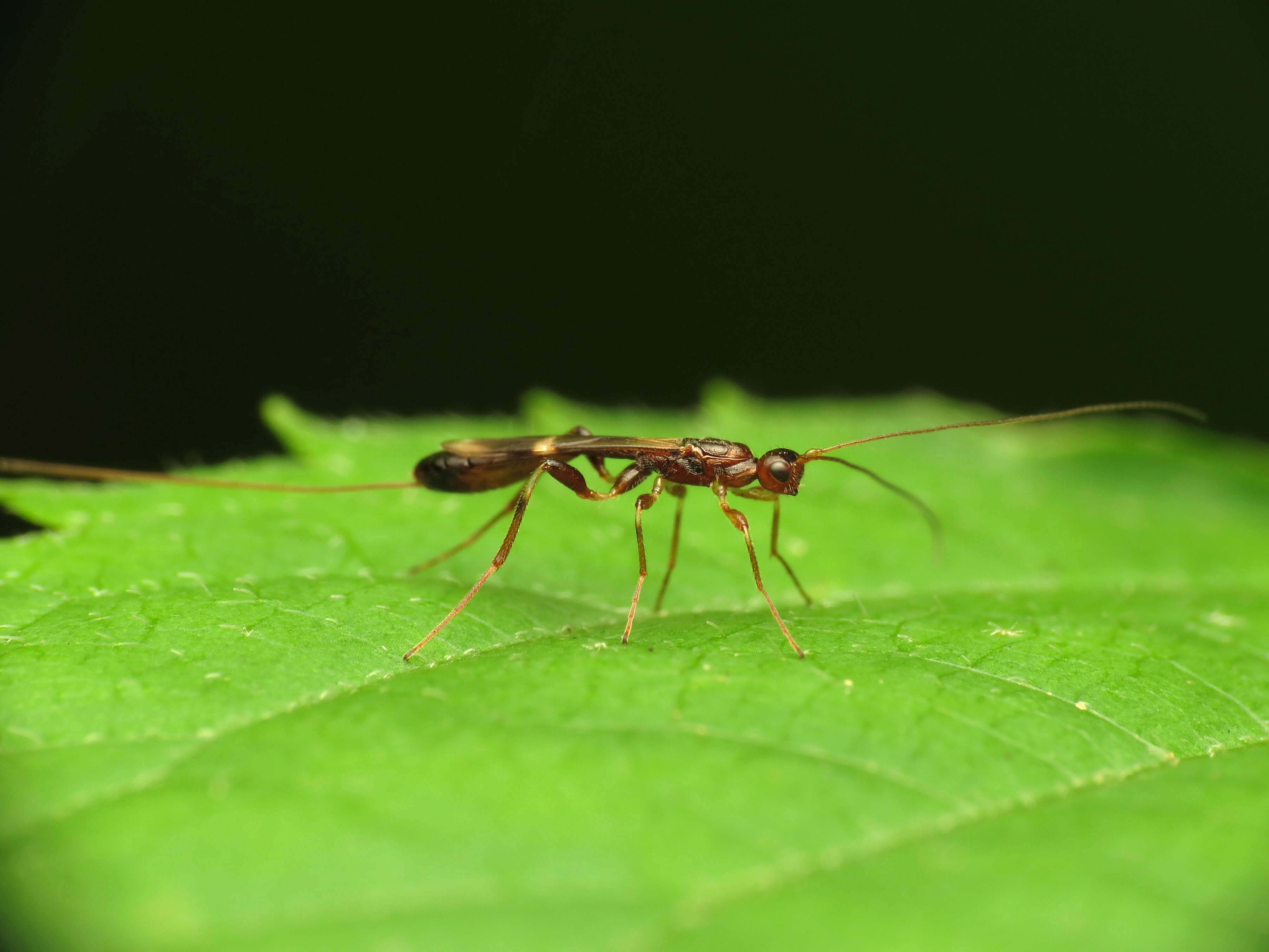 Plancia ëd Doryctinae