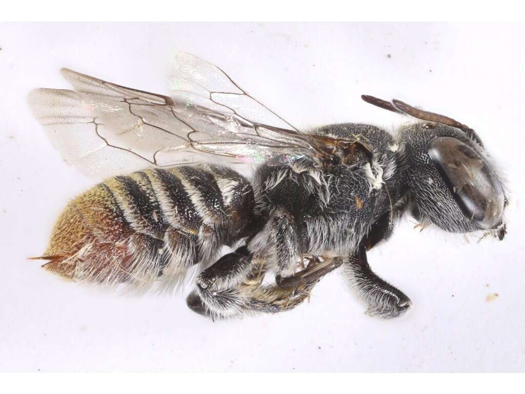 Image of Megachile tosticauda Cockerell 1912