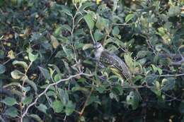 Image of Red-shouldered Cuckoo-shrike