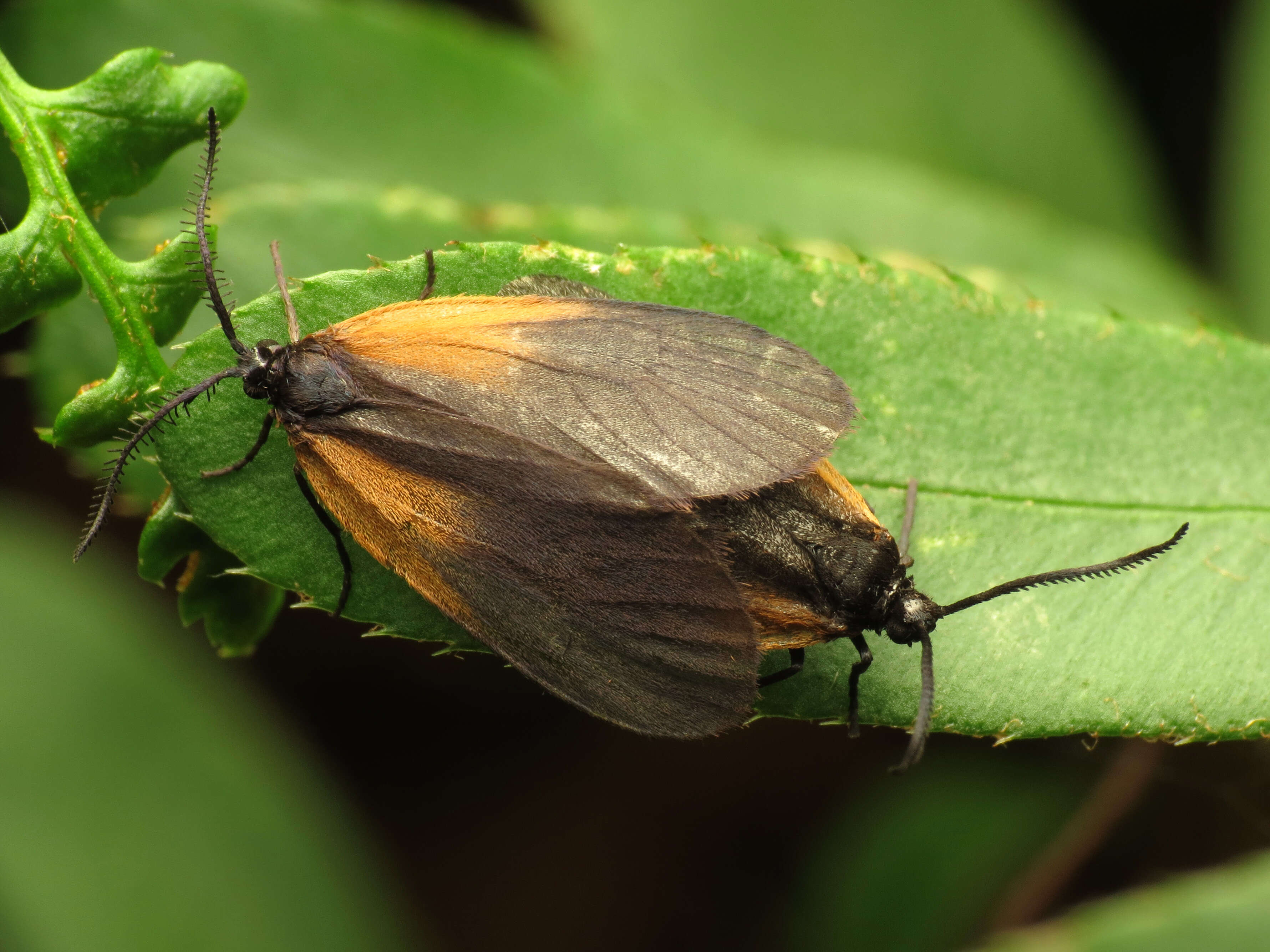 Plancia ëd Pyromorpha dimidiata