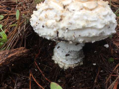 Image of Amanita magniverrucata Thiers & Ammirati 1982