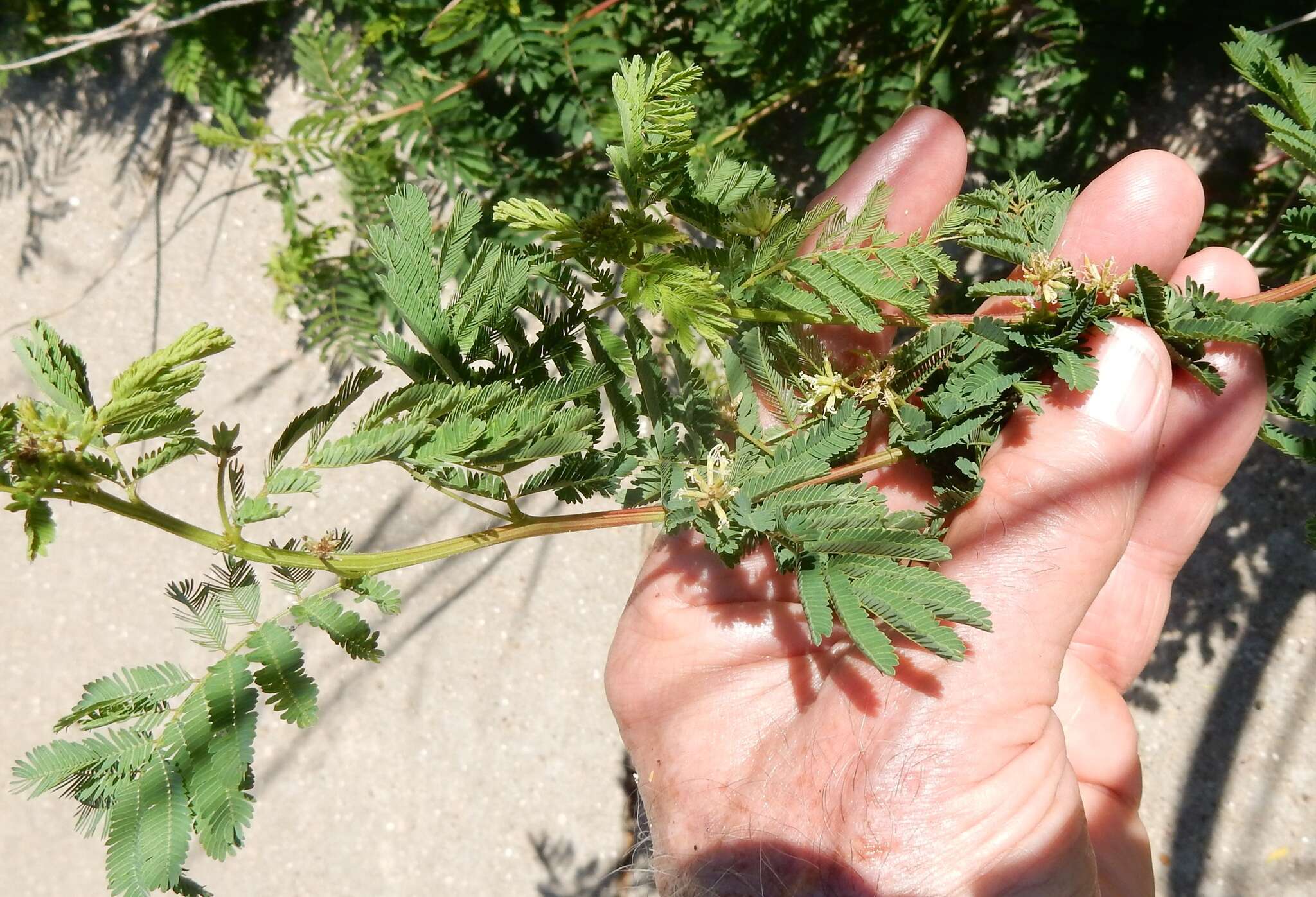 Desmanthus leptolobus Torr. & A. Gray resmi