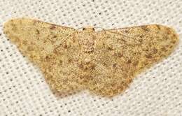 Image of Idaea urcitana Agenjo 1952