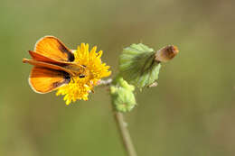 Image de Copaeodes minima Edwards 1870