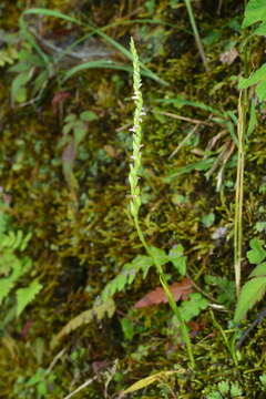 Image of Spiranthes suishanensis (Hayata) Schltr.