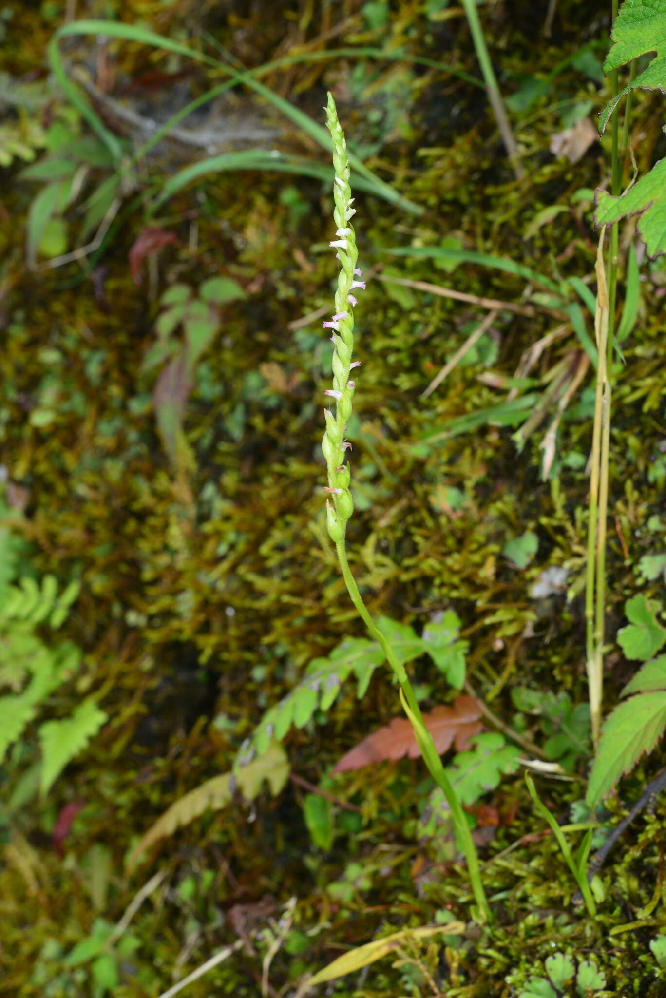 Imagem de Spiranthes suishanensis (Hayata) Schltr.