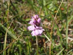 Image of Dactylorhiza maculata subsp. ericetorum (E. F. Linton) P. F. Hunt & Summerh.